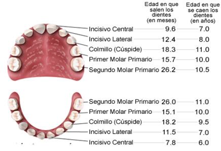 Selladores-dentales